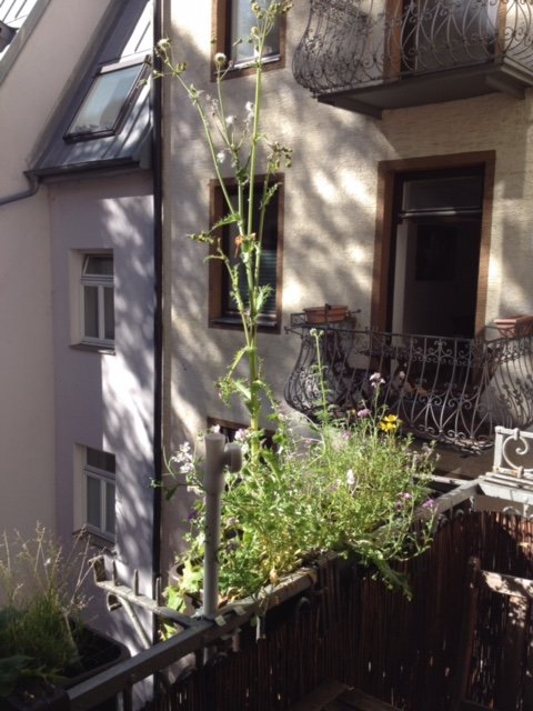 hinterhof saatbomben seedbomb balkon blumenkasten